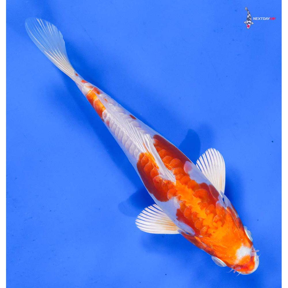 6.5” Imported Kikusui