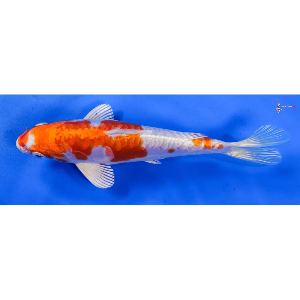 6.5” Imported Kikusui