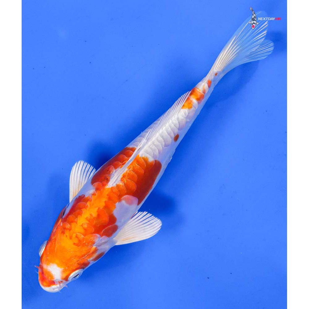 6.5” Imported Kikusui