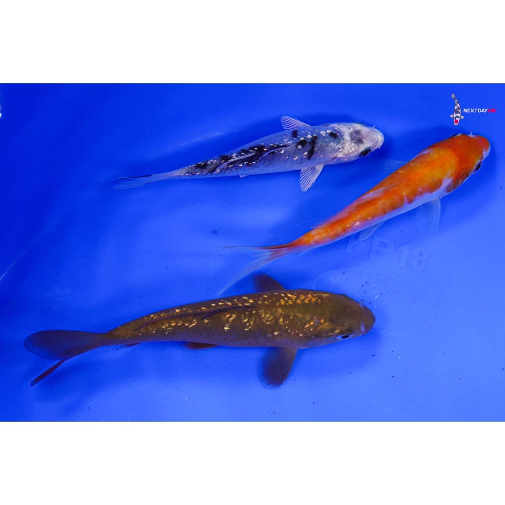 Lot of (3) 4-5” Imported Assorted Koi