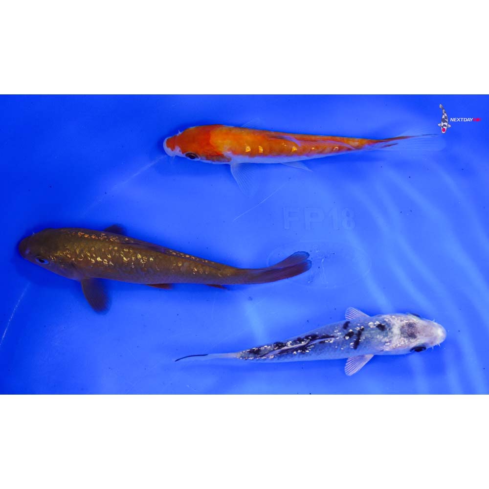 Lot of (3) 4-5” Imported Assorted Koi