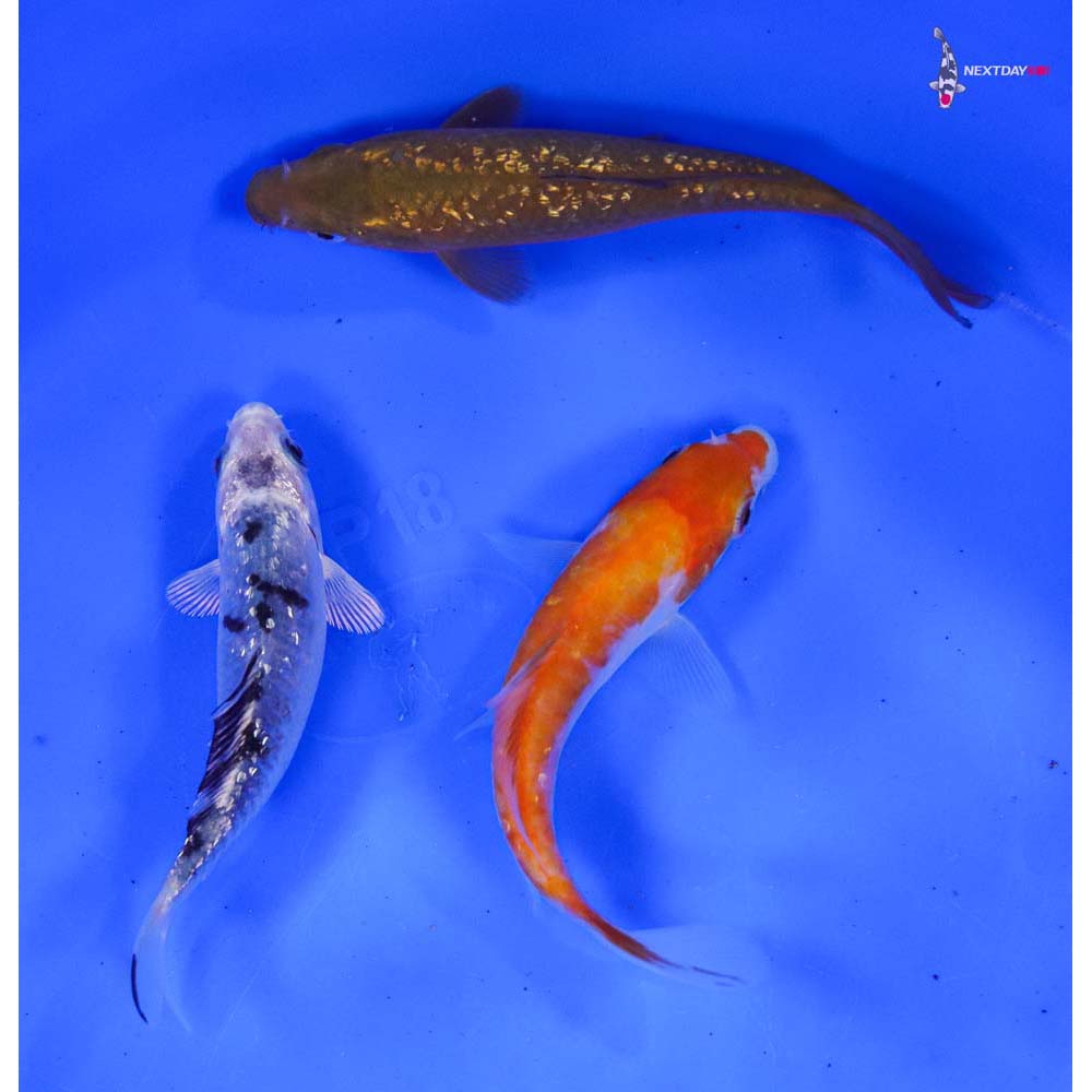 Lot of (3) 4-5” Imported Assorted Koi