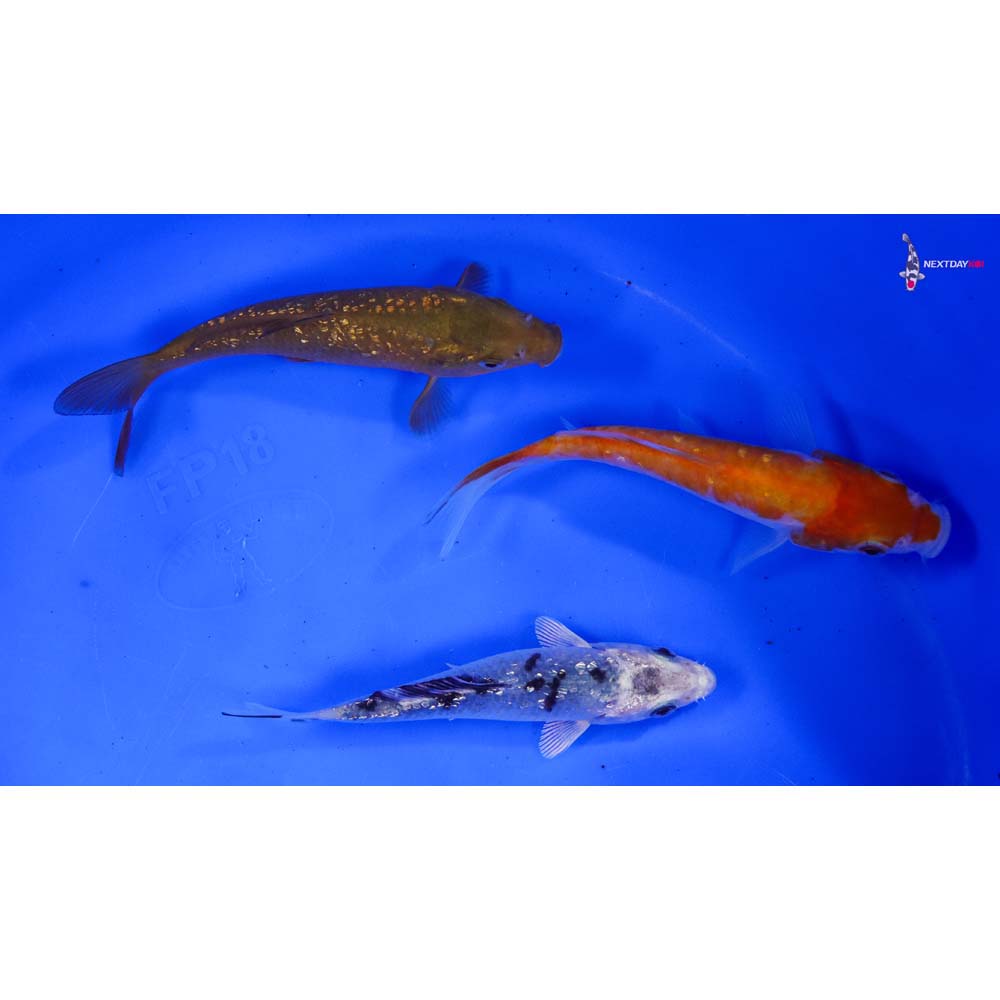 Lot of (3) 4-5” Imported Assorted Koi