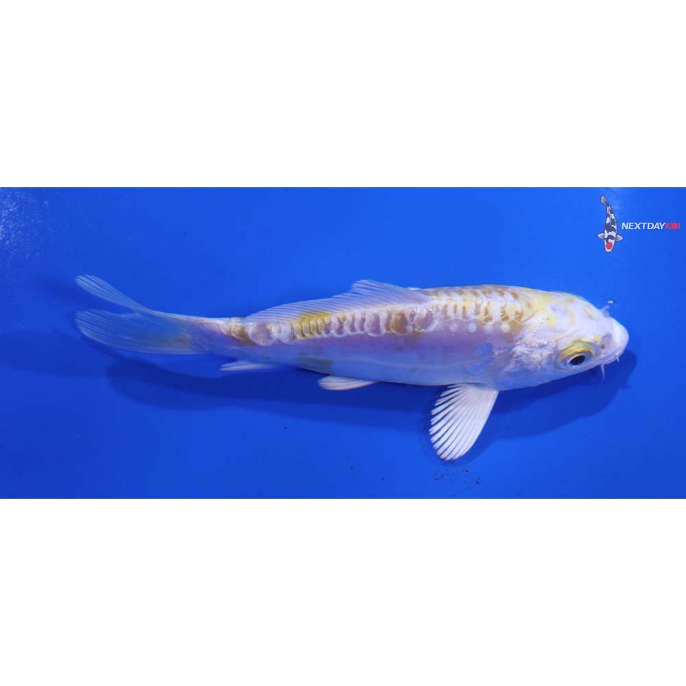 4” Imported Doitsu Lemon Hariwake