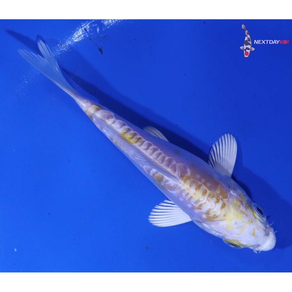 4” Imported Doitsu Lemon Hariwake