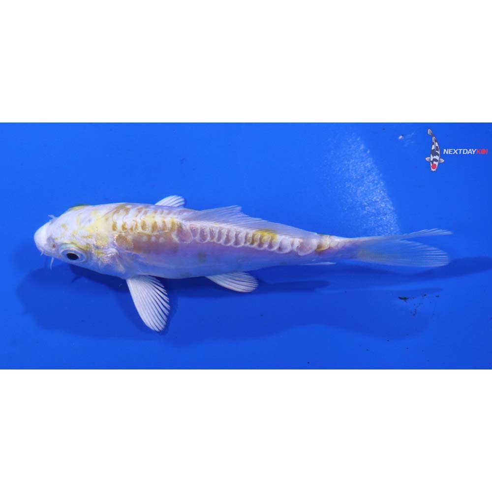 4” Imported Doitsu Lemon Hariwake
