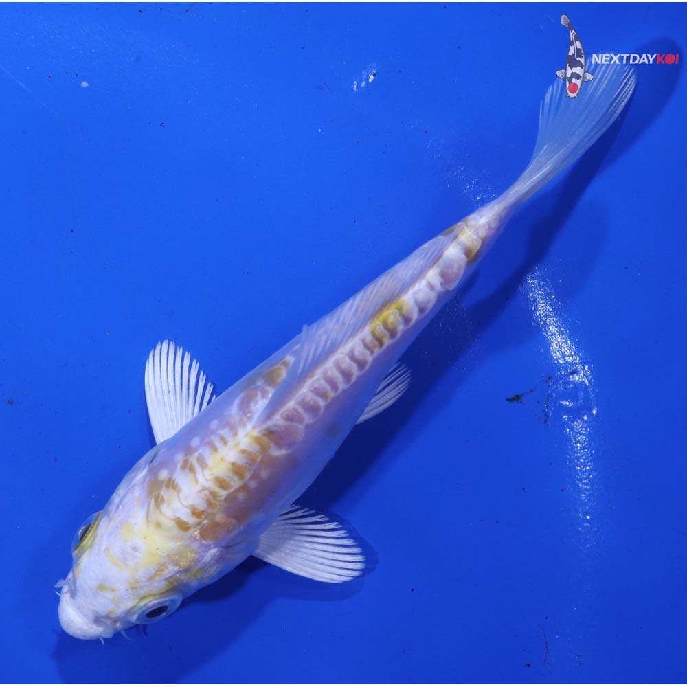 4” Imported Doitsu Lemon Hariwake