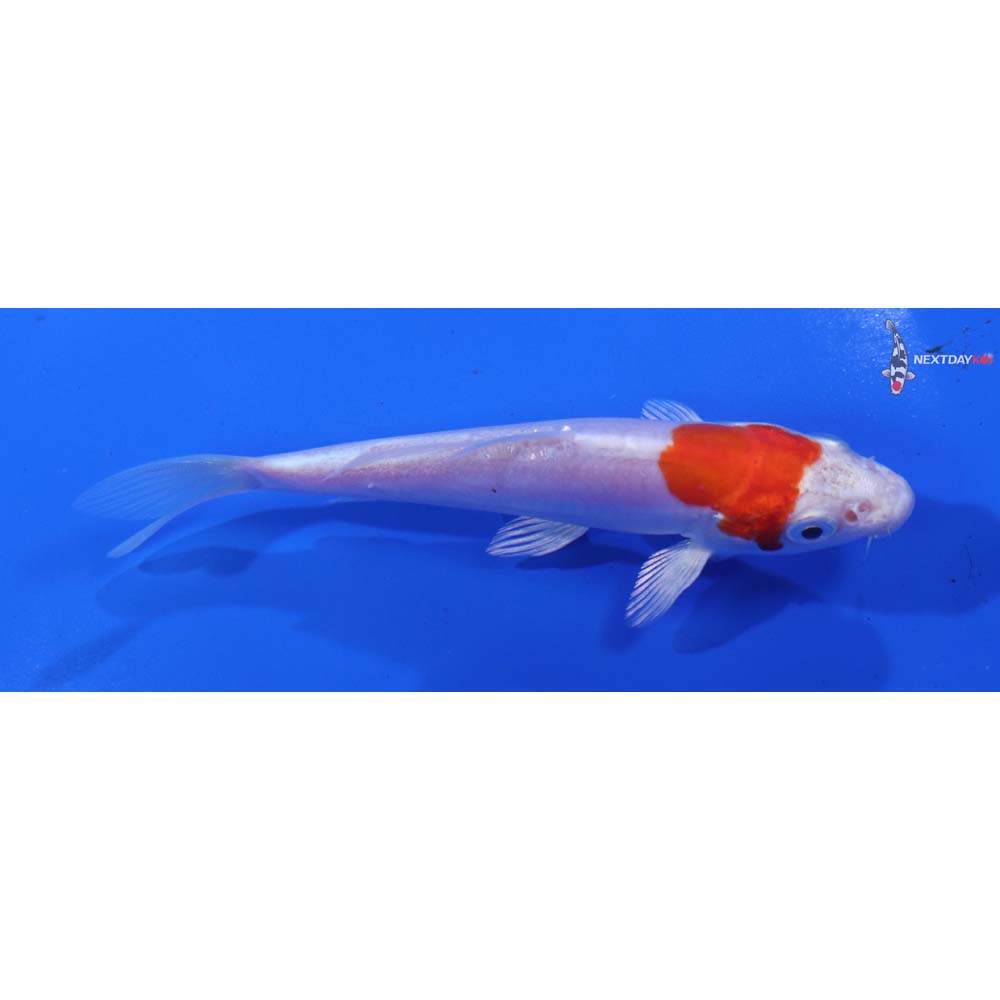 4.5” Imported Kikusui