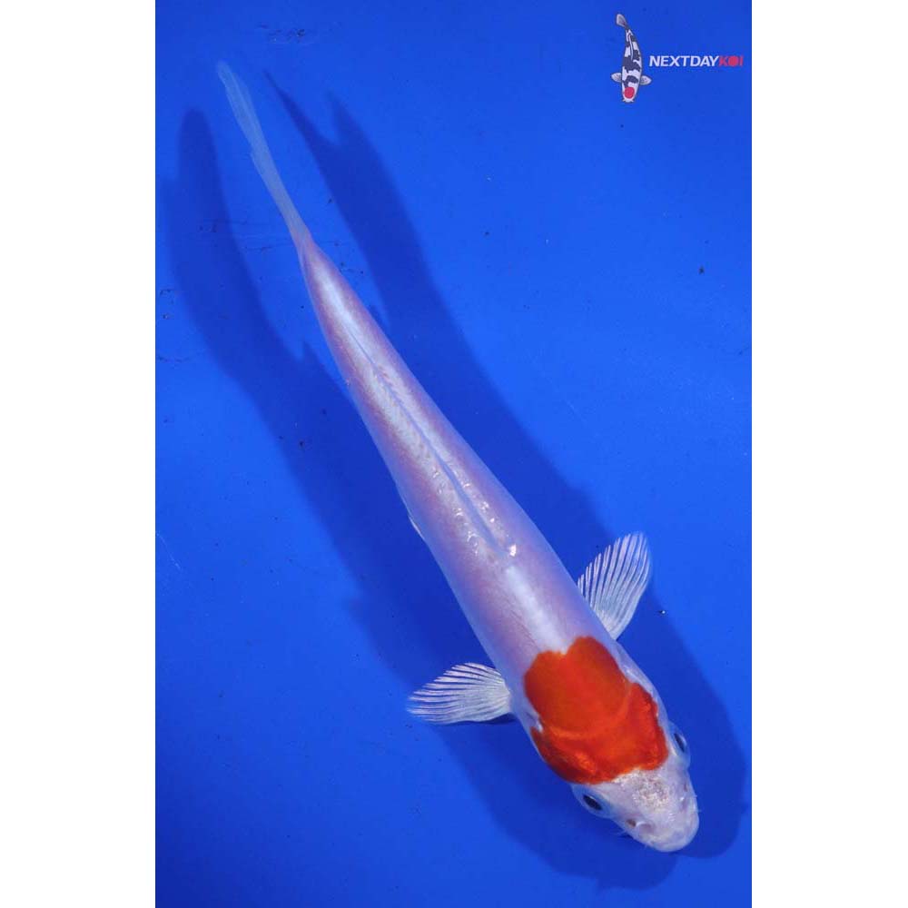 4.5” Imported Kikusui