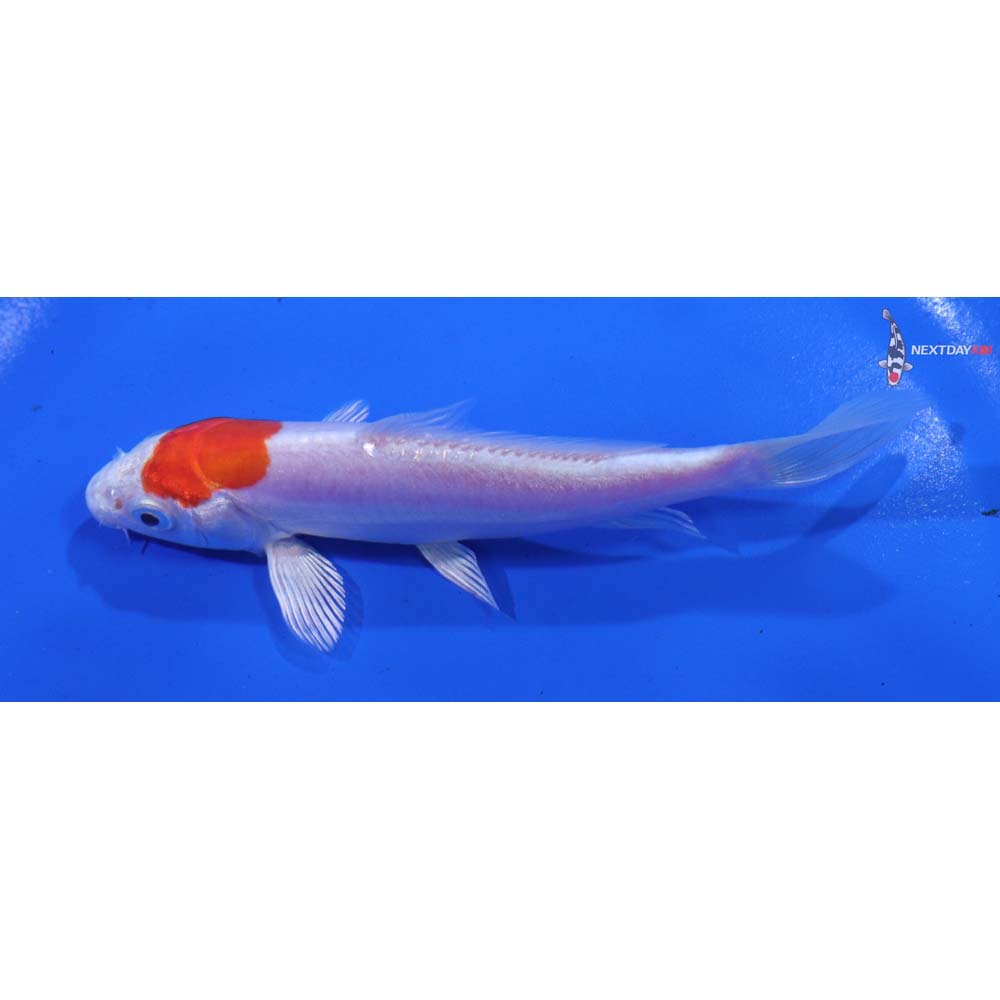 4.5” Imported Kikusui