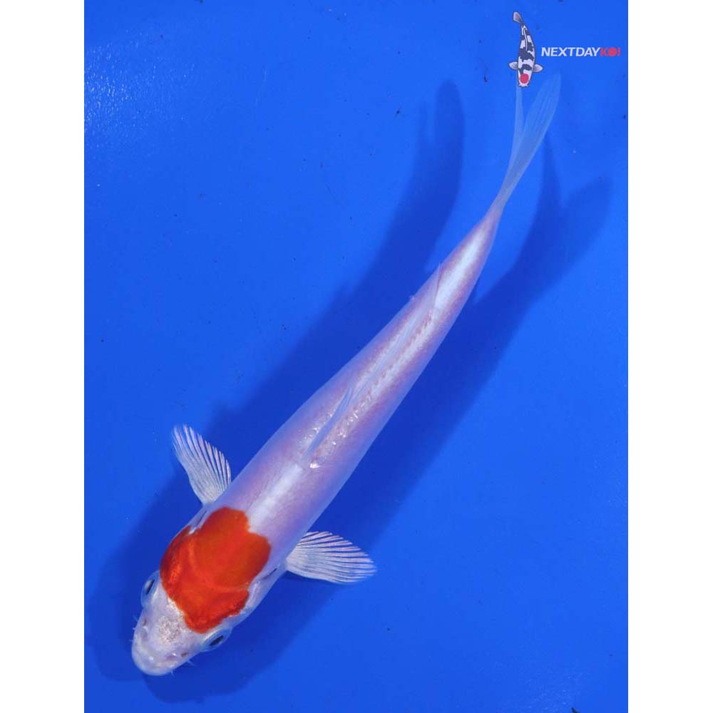 4.5” Imported Kikusui