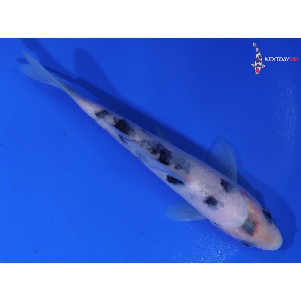 4.5” Imported Shiro Bekko