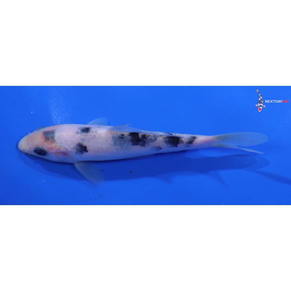 4.5” Imported Shiro Bekko