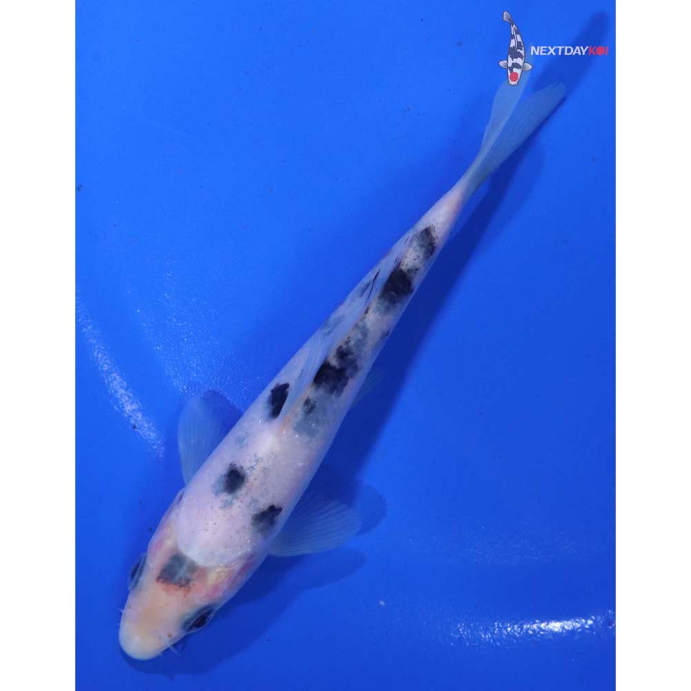 4.5” Imported Shiro Bekko