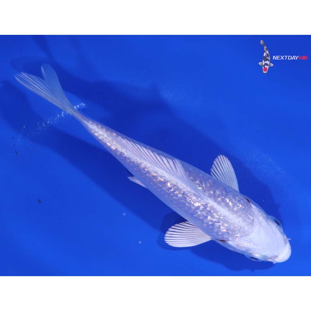 4.5” Imported Gin Rin Platinum Ogon