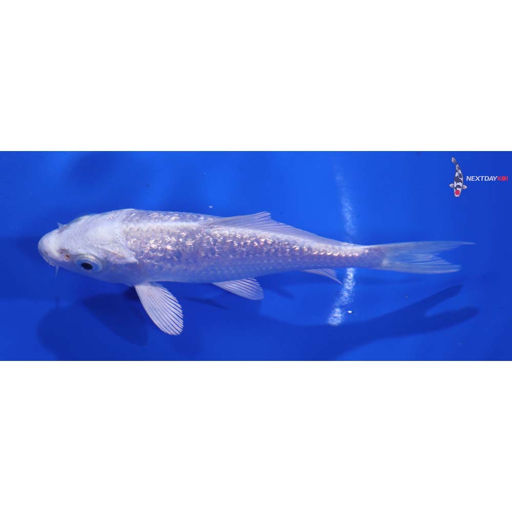 4.5” Imported Gin Rin Platinum Ogon