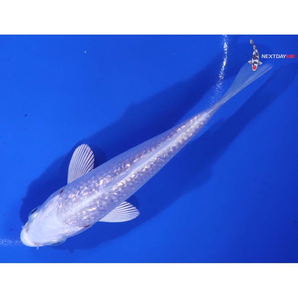 4.5” Imported Gin Rin Platinum Ogon