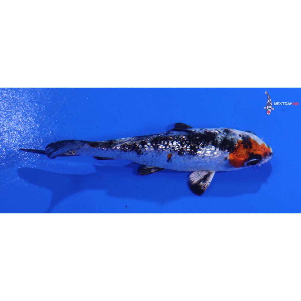 3” Imported Gin Rin Yamato Nishiki