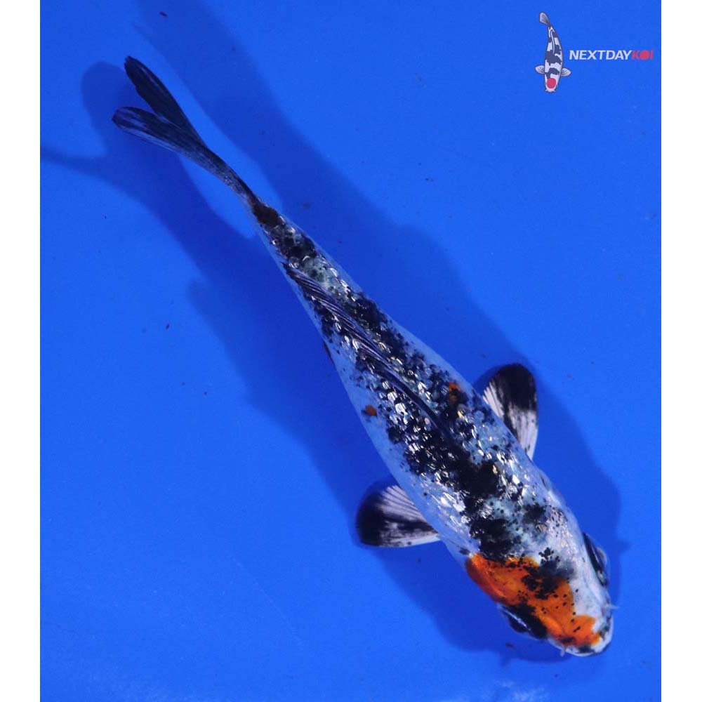 3” Imported Gin Rin Yamato Nishiki