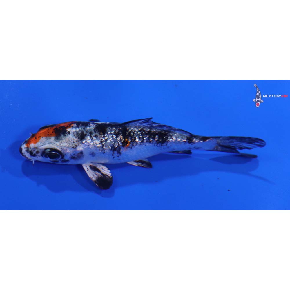 3” Imported Gin Rin Yamato Nishiki