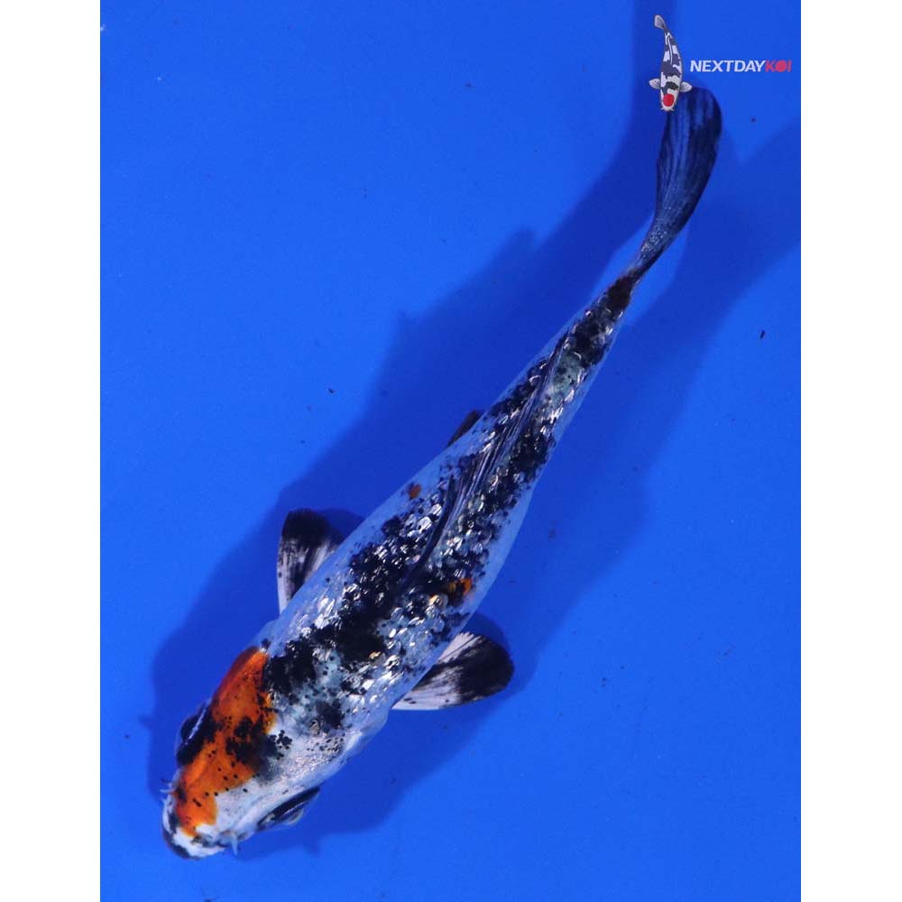 3” Imported Gin Rin Yamato Nishiki