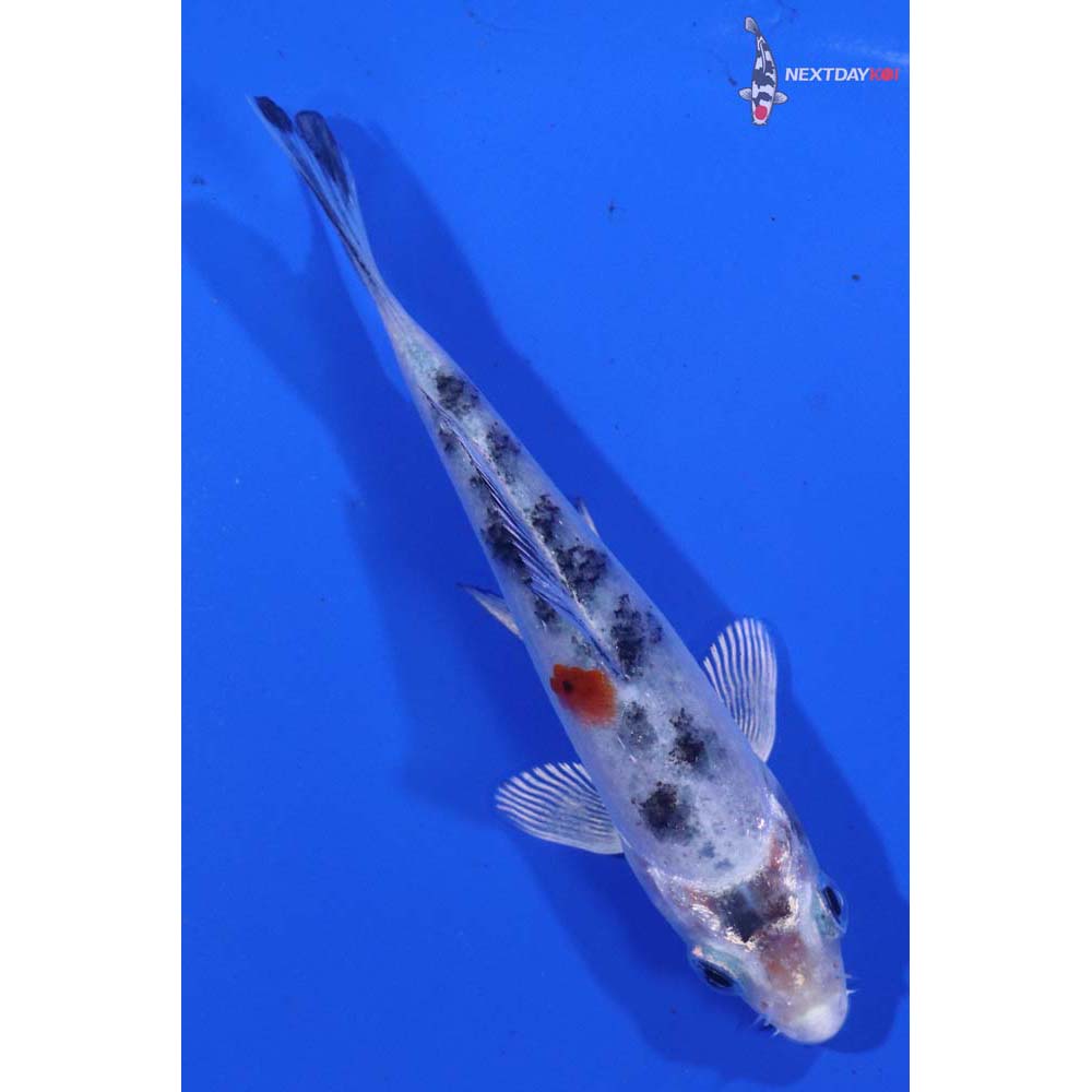 4” Imported Yamato Nishiki