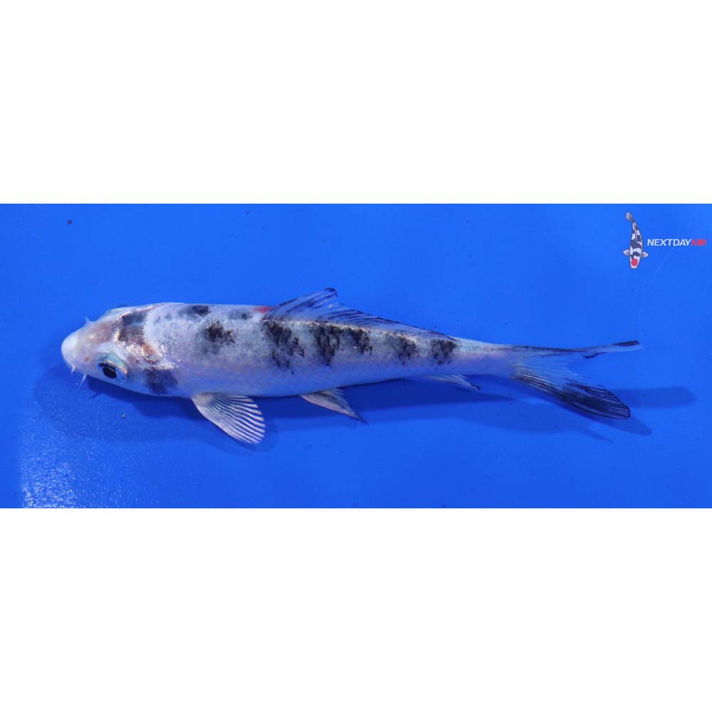 4” Imported Yamato Nishiki