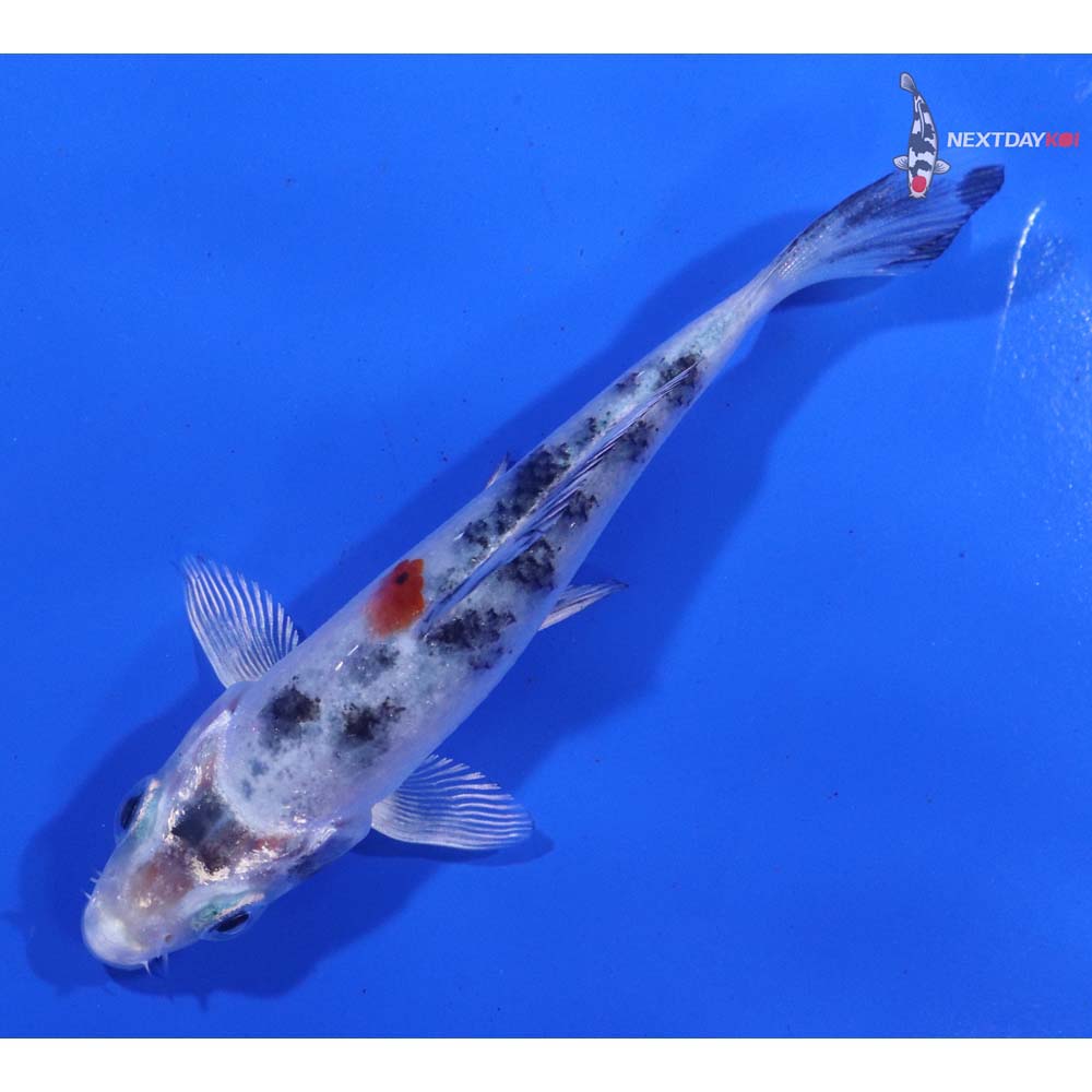 4” Imported Yamato Nishiki