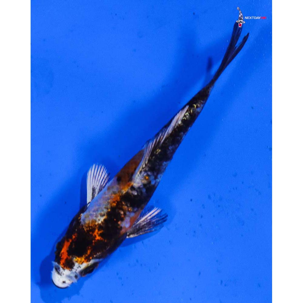 3” Imported Kin Showa