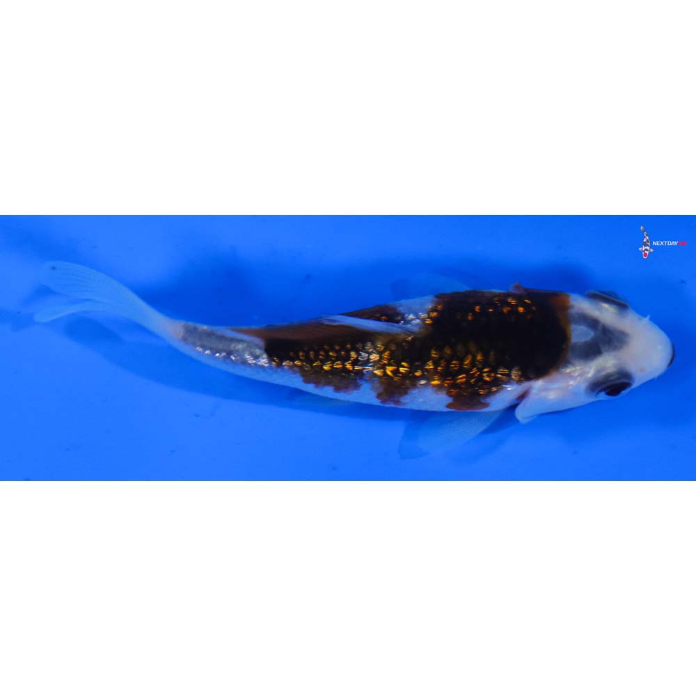 3” Imported Gin Rin Goromo