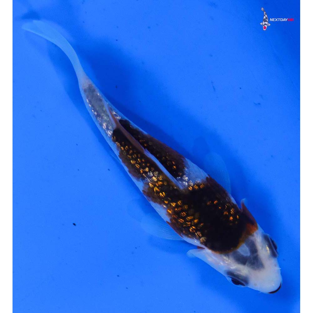 3” Imported Gin Rin Goromo