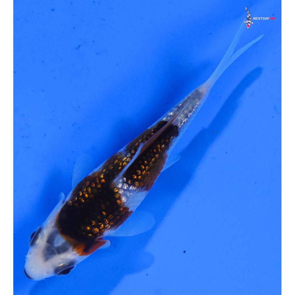 3” Imported Gin Rin Goromo