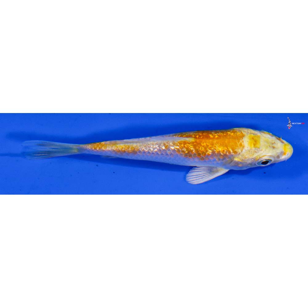 3” Imported Gin Rin Lemon Hariwake