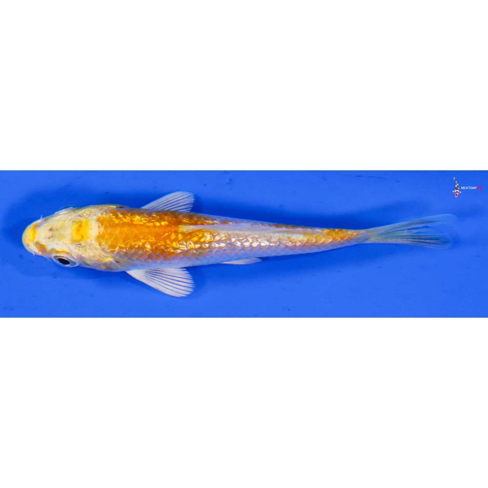 3” Imported Gin Rin Lemon Hariwake