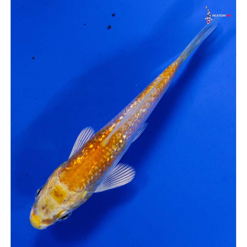 3” Imported Gin Rin Lemon Hariwake