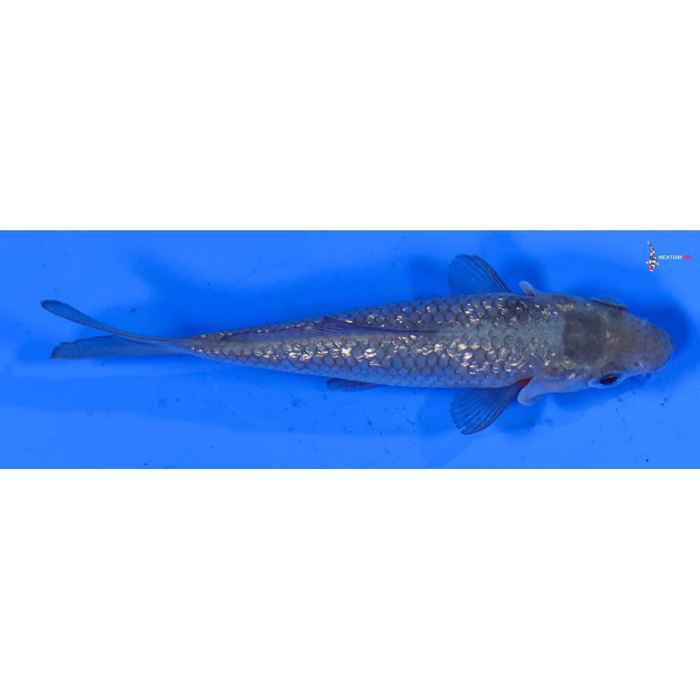 3.5” Imported Gin Rin Soragoi