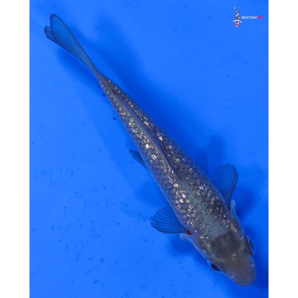 3.5” Imported Gin Rin Soragoi