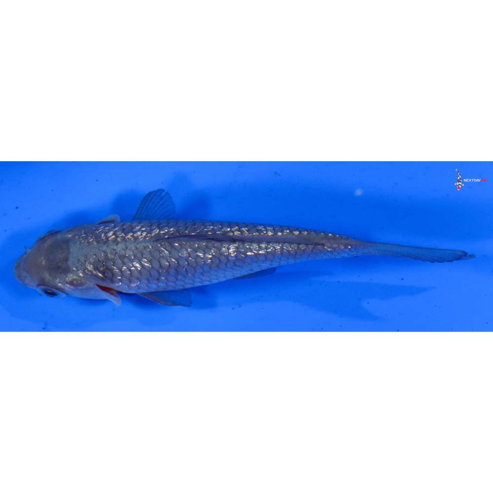 3.5” Imported Gin Rin Soragoi