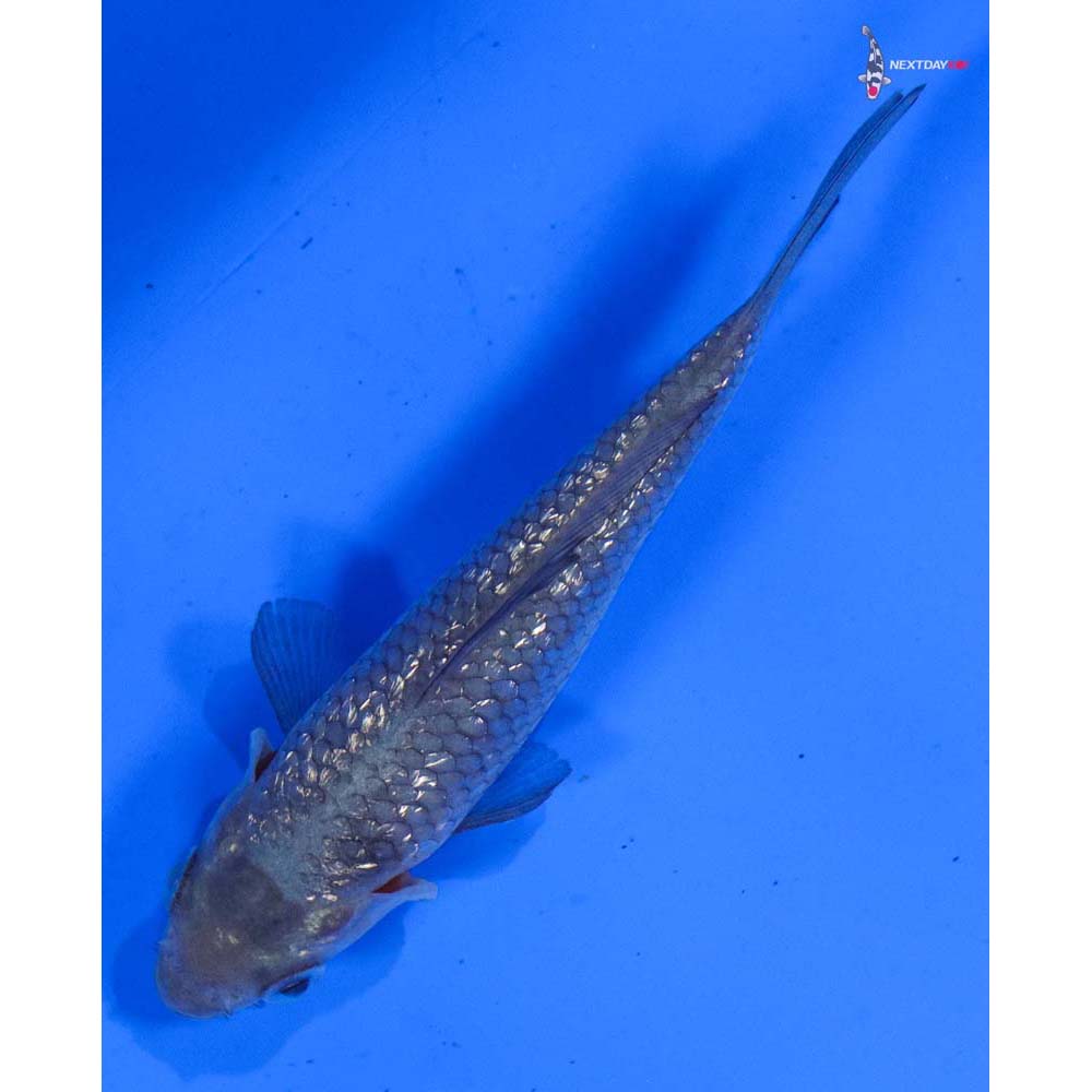 3.5” Imported Gin Rin Soragoi