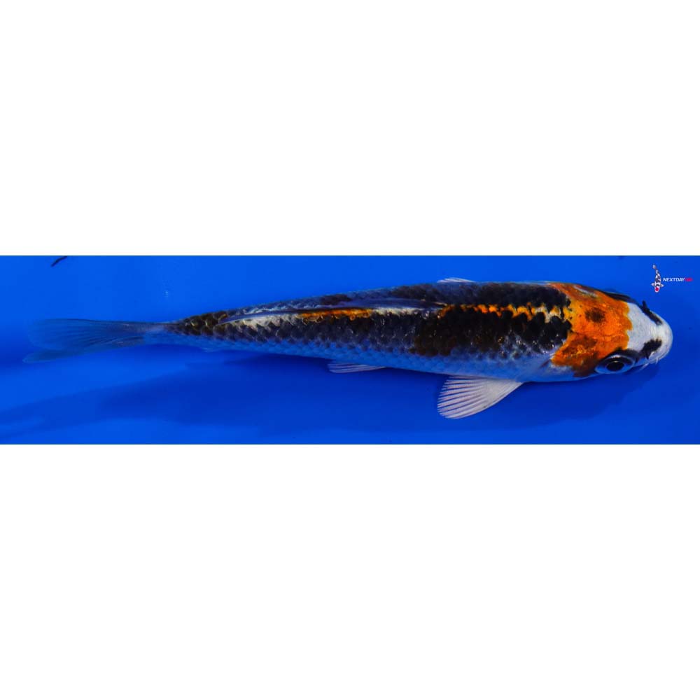 4” Imported Kujaku