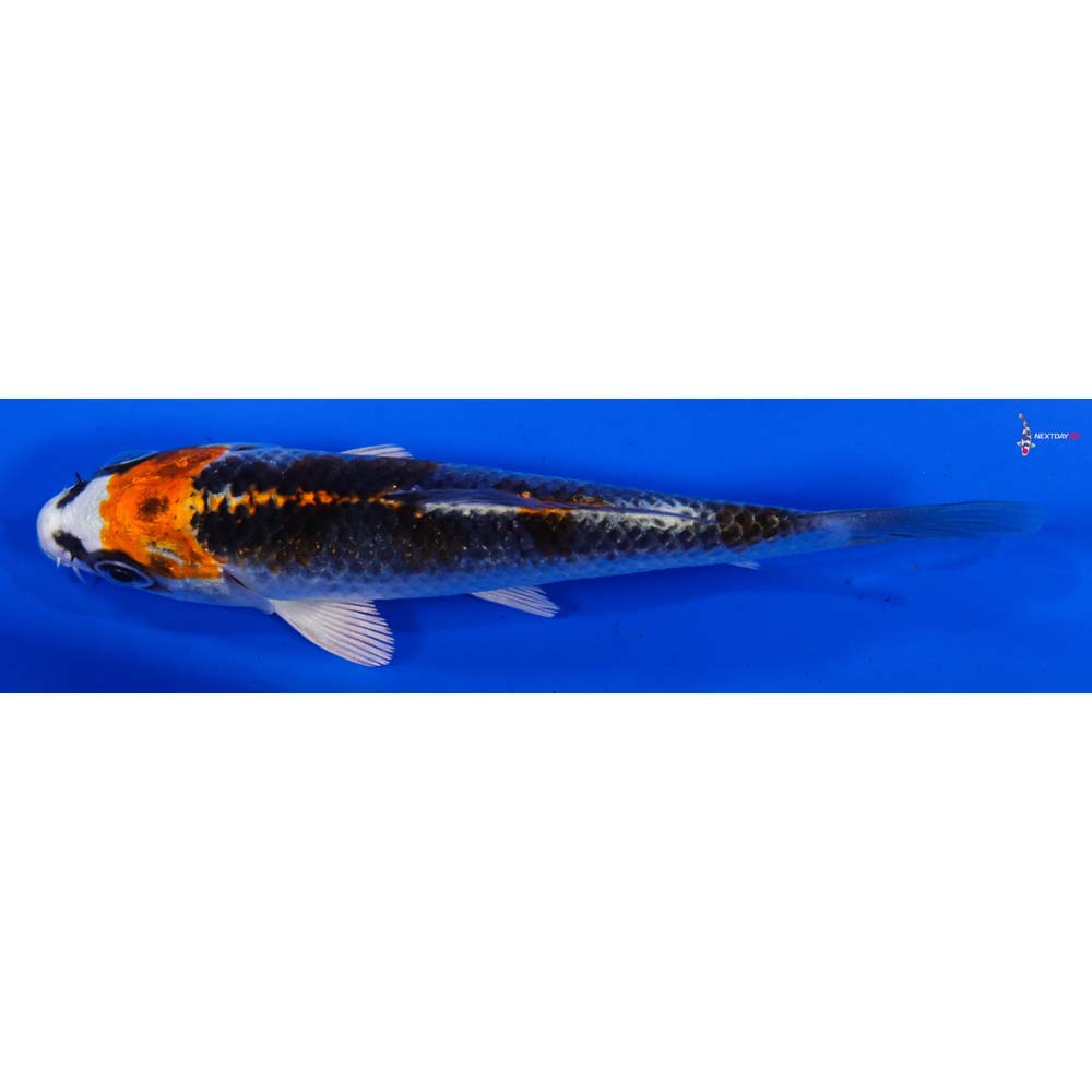 4” Imported Kujaku