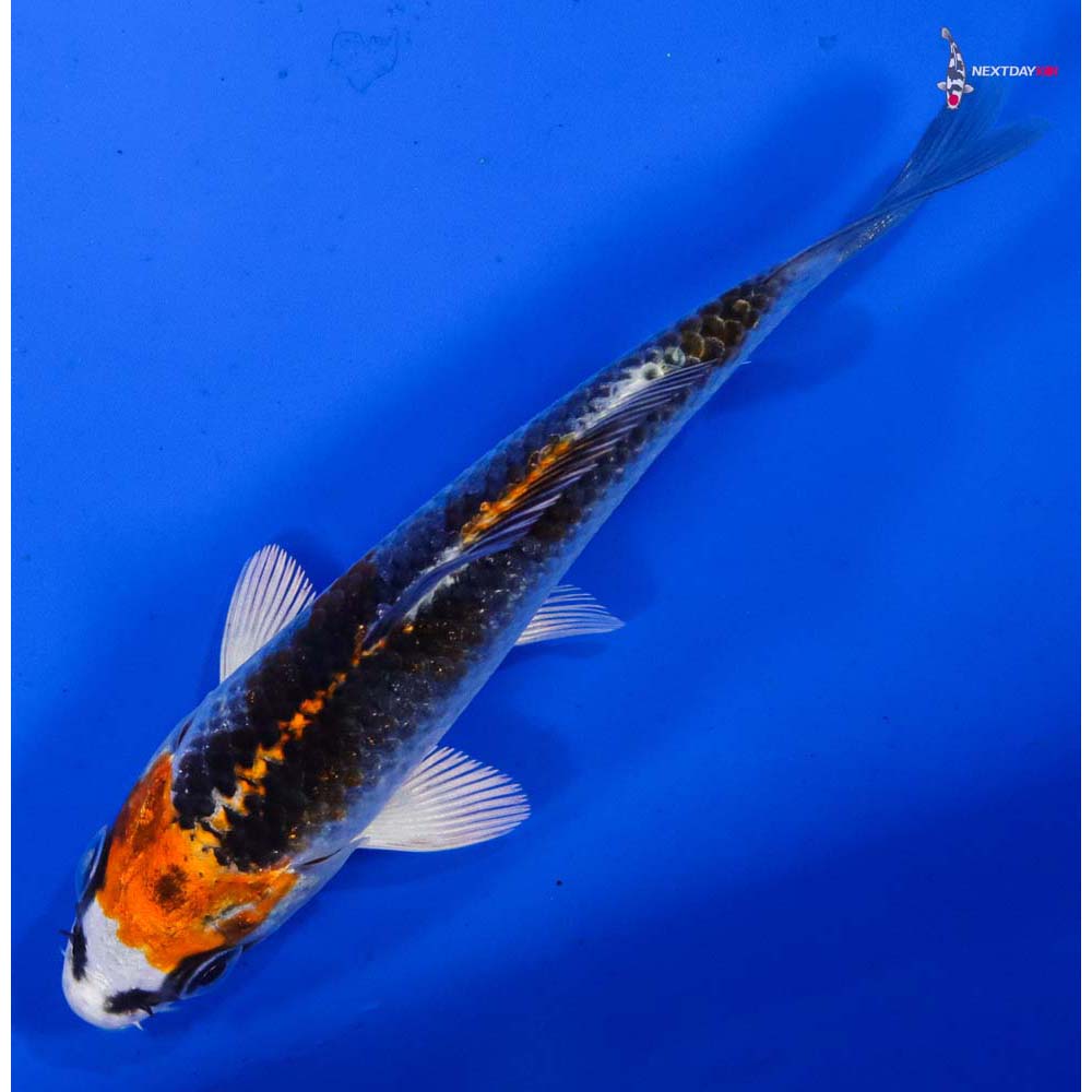 4” Imported Kujaku