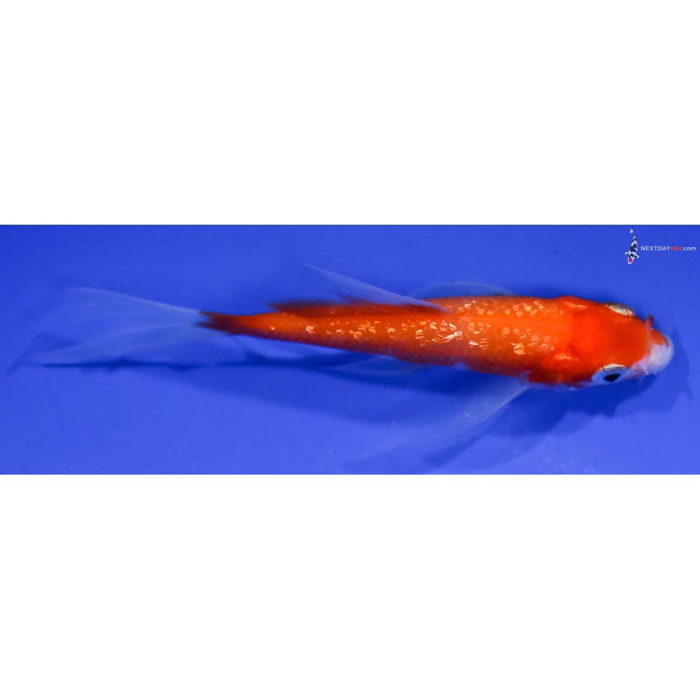 3.5” Imported Gin Rin Kohaku Butterfly Koi