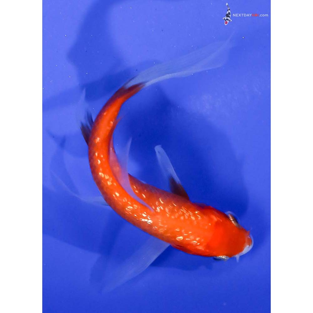 3.5” Imported Gin Rin Kohaku Butterfly Koi