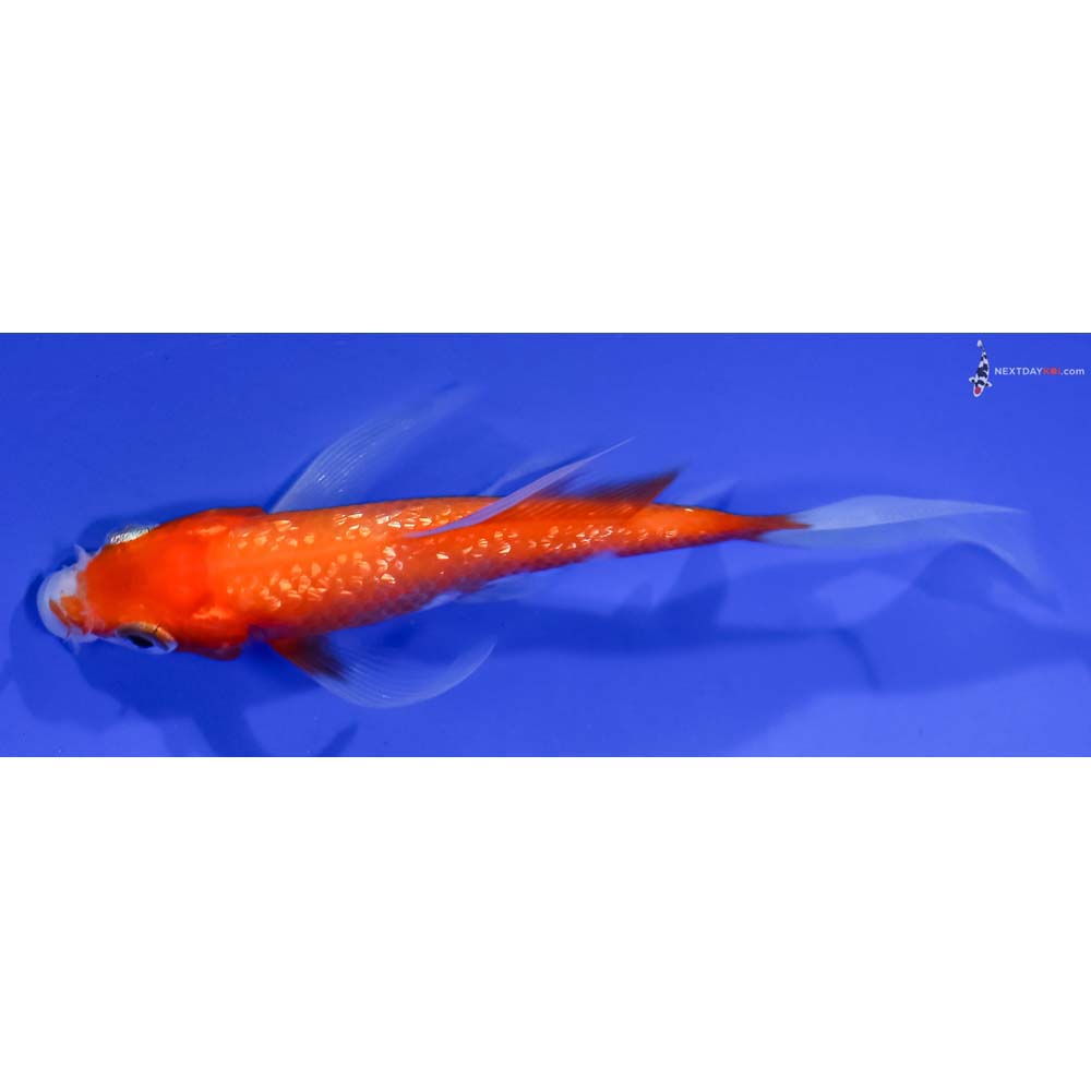 3.5” Imported Gin Rin Kohaku Butterfly Koi