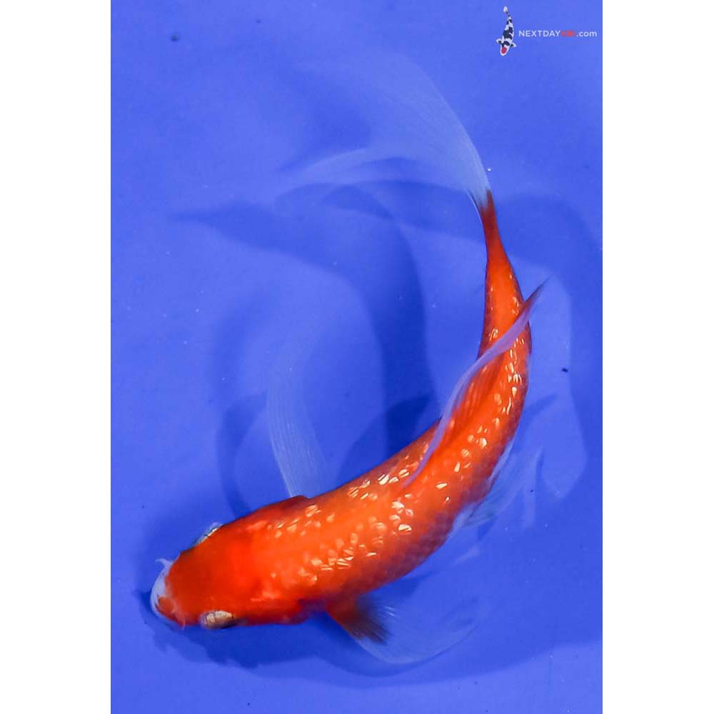 3.5” Imported Gin Rin Kohaku Butterfly Koi