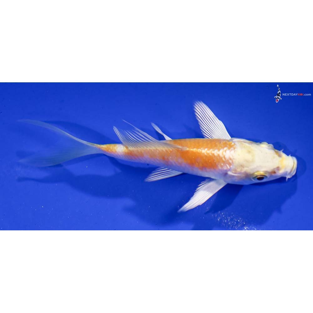 3.5” Imported Lemon Hariwake Butterfly Koi
