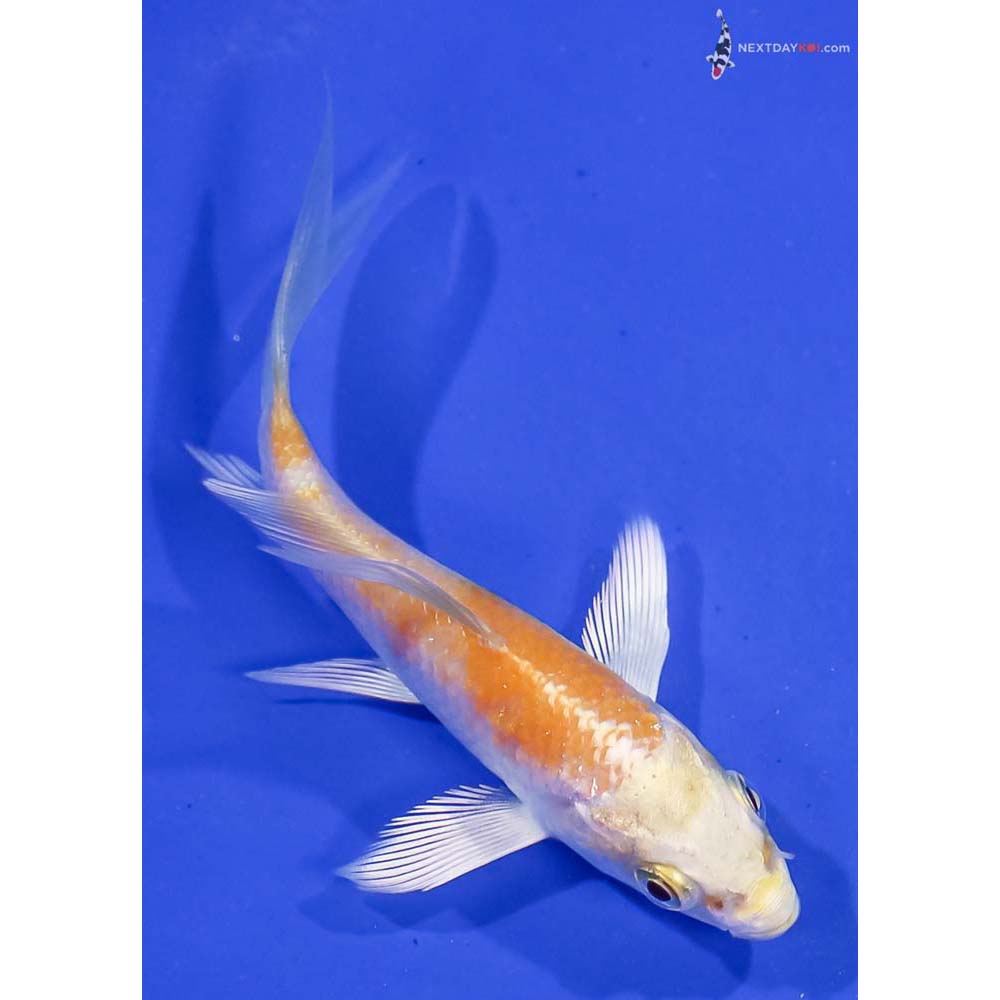 3.5” Imported Lemon Hariwake Butterfly Koi