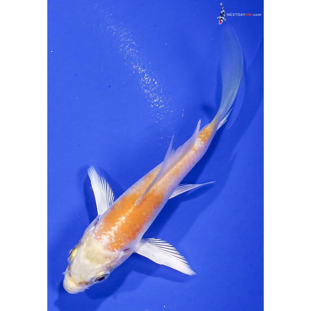 3.5” Imported Lemon Hariwake Butterfly Koi