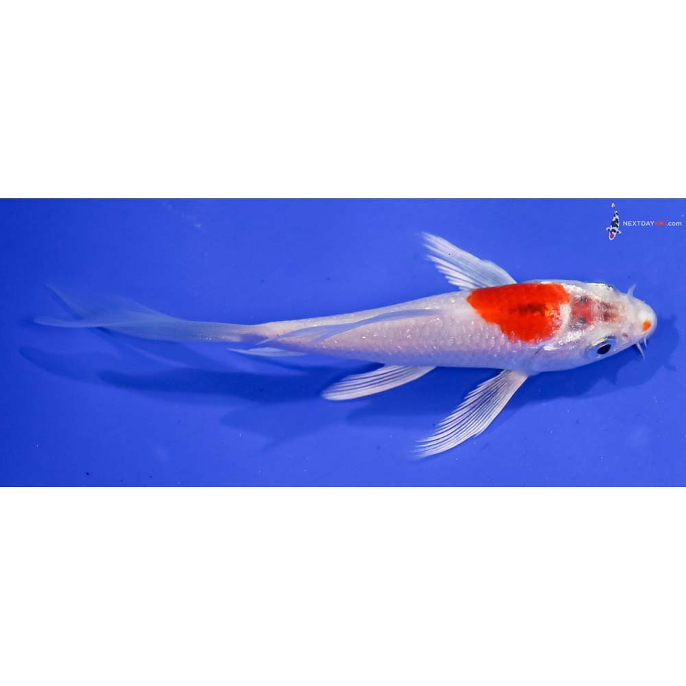 4” Imported Hariwake Butterfly Koi